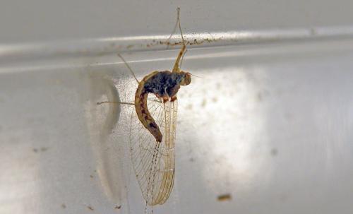 Cloeon dipterum
